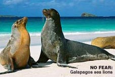 sea lions